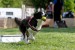 200805-flyball-eagerscup-3543.jpg